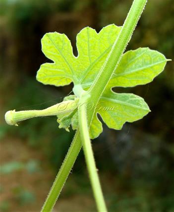  Female and Male floral buds